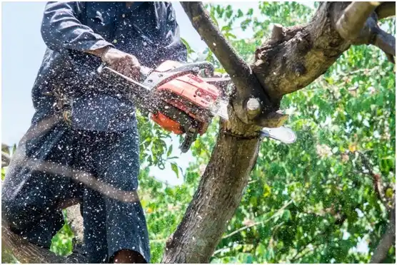 tree services Lorenzo